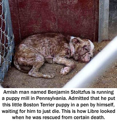 About Amos <strong>Puppy Mill Stoltzfus</strong>. . Stoltzfus puppy mill